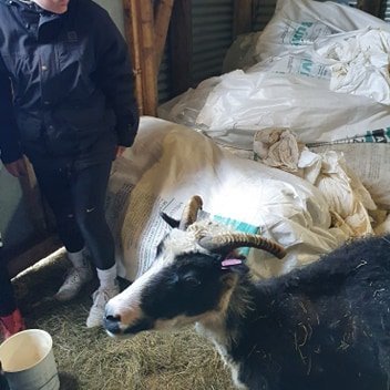 101002016_303361000663470_4782334771428589568_n