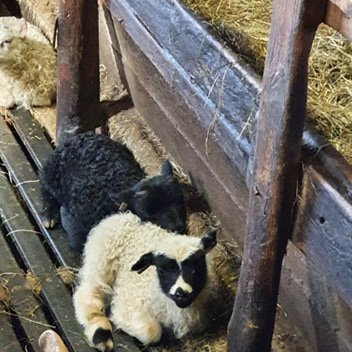 101011332_297667011249217_1158546700583829504_n