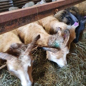 101165186_3070779072989101_3994163484693626880_n