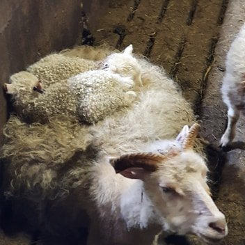 101219041_539114473436522_3648775632227139584_n