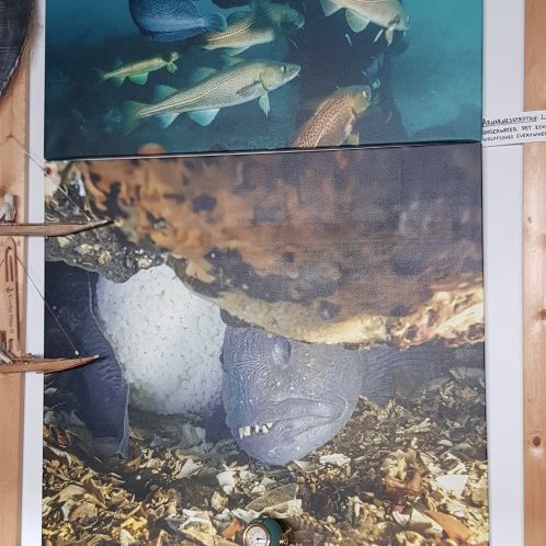 Frægasti steinbítur í heimi
https://www.strytan.is/