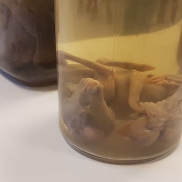 87066455_1816510721818477_1089521435061256192_n