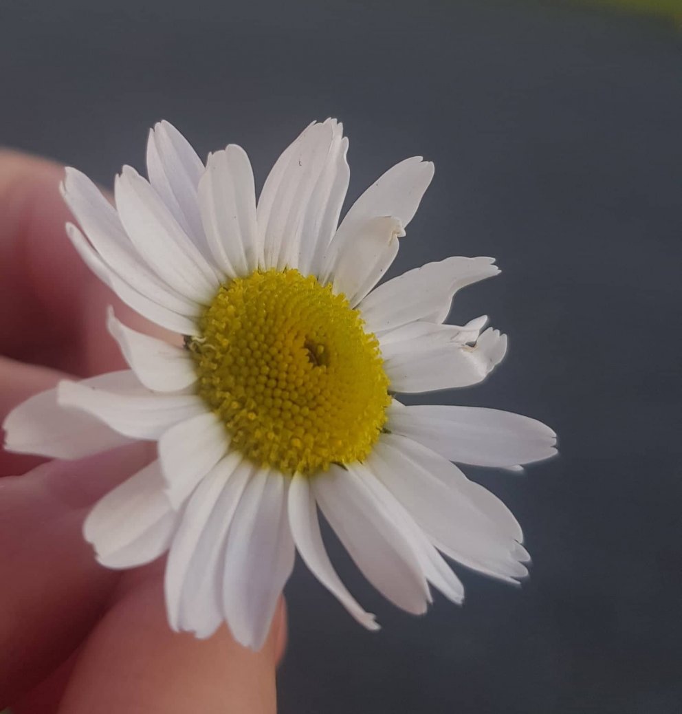 Mynd: Dögun Rúnarsdóttir