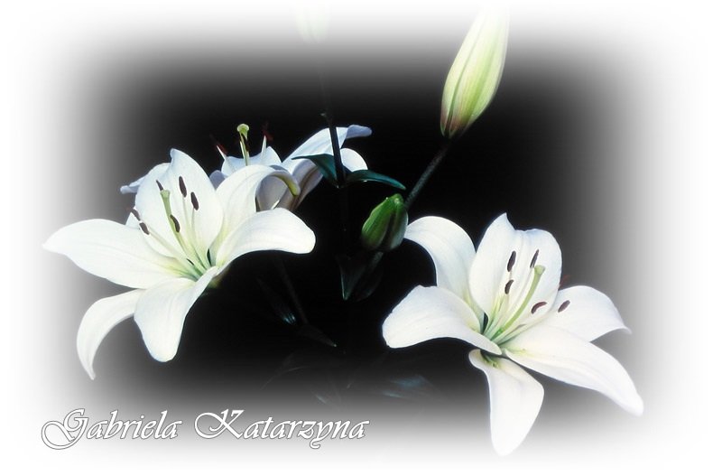 Serdeczne wyrazy współczucia dla Rodziny - Samúðarkveðjur til fjölskyldunnar