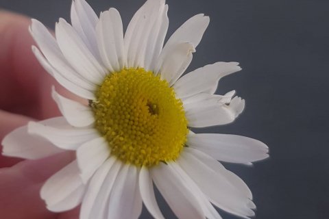 Mynd: Dögun Rúnarsdóttir